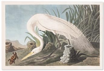 Estimate: $ 25,000 - $ 35,000 AUDUBON, JOHN JAMES. White Heron. Plate CCCLXXXVI. Hand-colored aquatint and engraved plate from Audubon's Birds of America on wove paper watermarked: "J Whatman/Turkey Mill/1838." 25¼x38 inches sheet size with original binding marks; short tear at upper margin expertly closed but overall excellent condition. London: Robert Havell, 1837